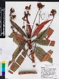 Rhytidophyllum bicolor image