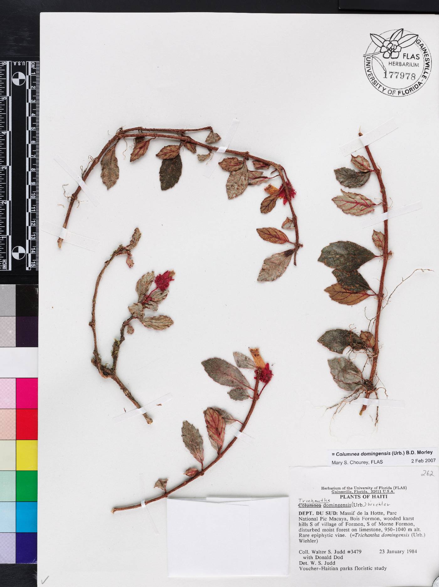 Columnea domingensis image