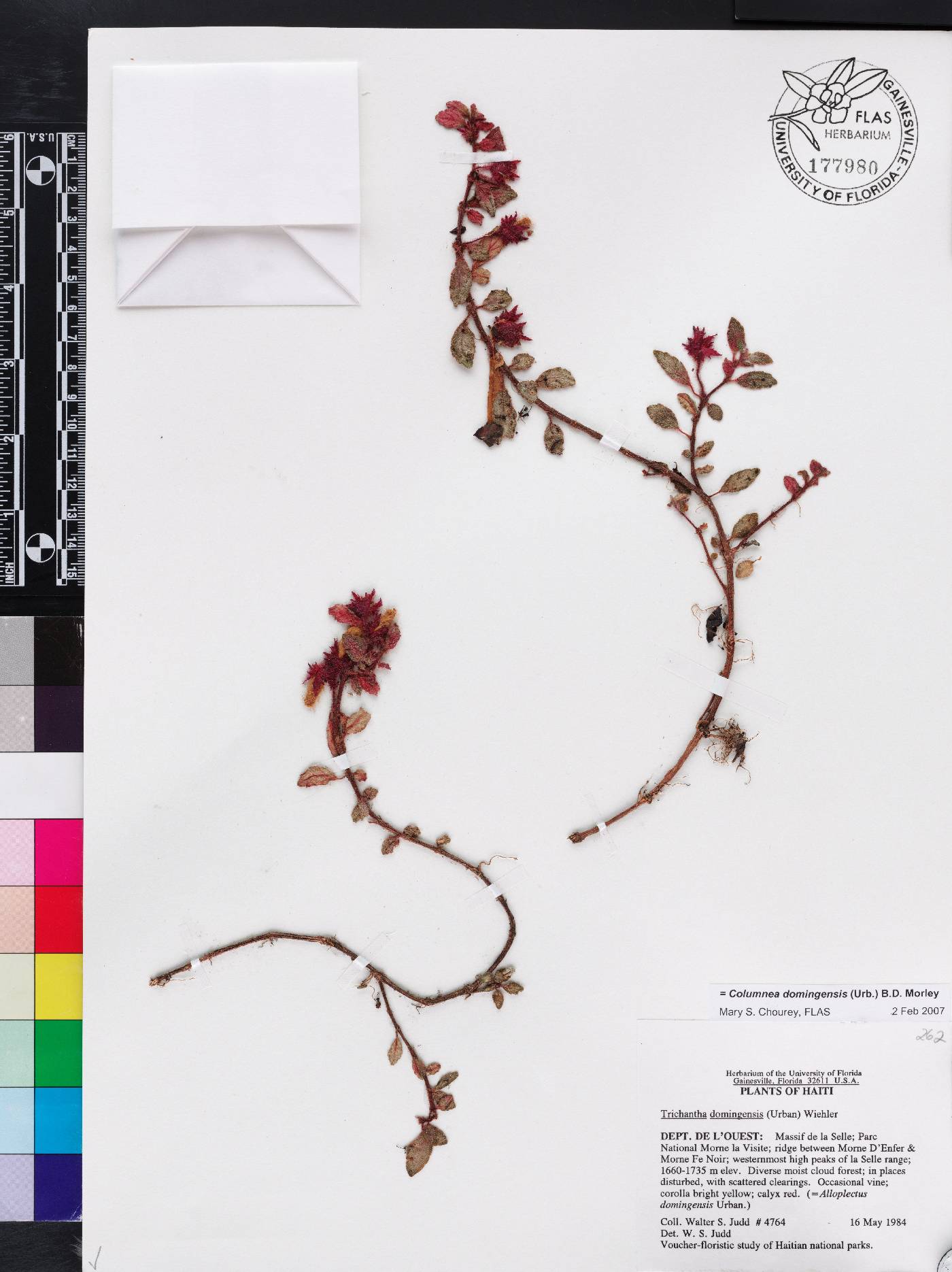 Columnea domingensis image