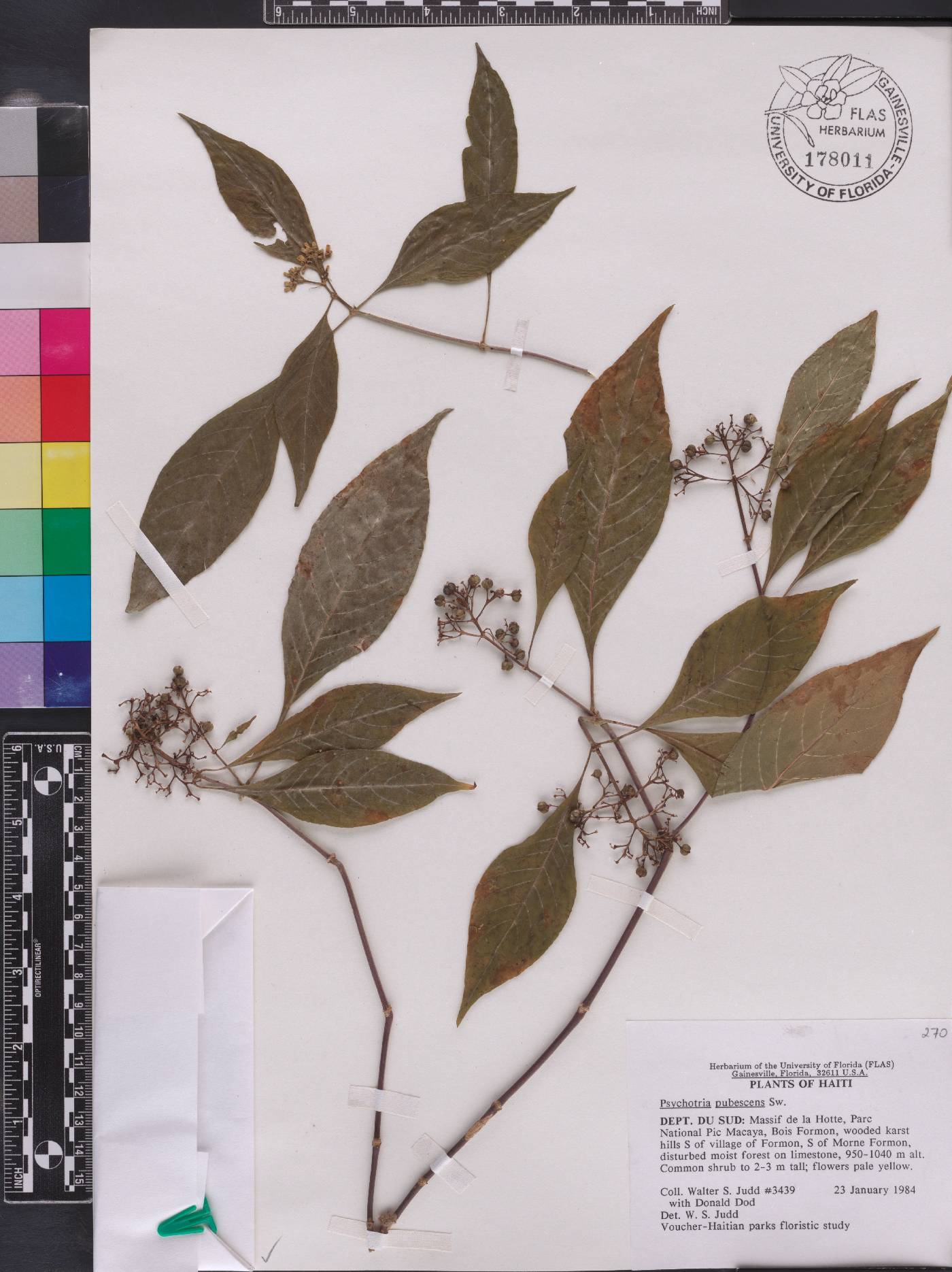 Psychotria pubescens image