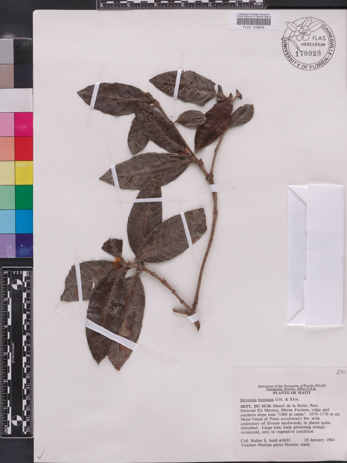 Stevensia hotteana image