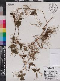 Valeriana scandens image