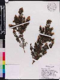 Baccharis myrsinites image