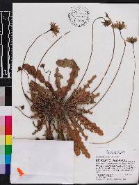 Leontodon taraxacoides image