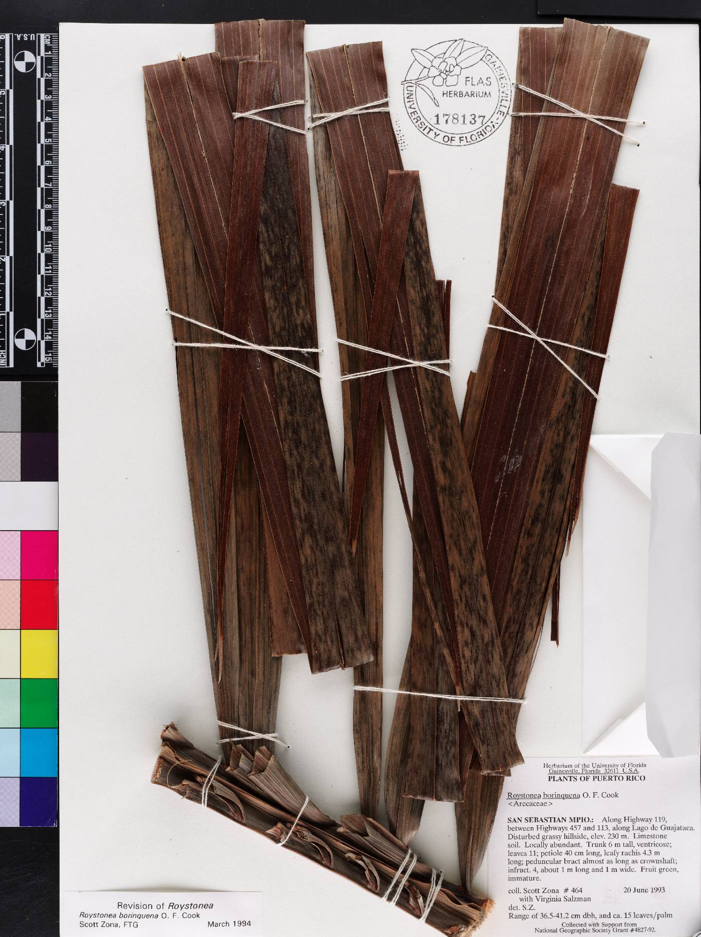 Roystonea borinquena image
