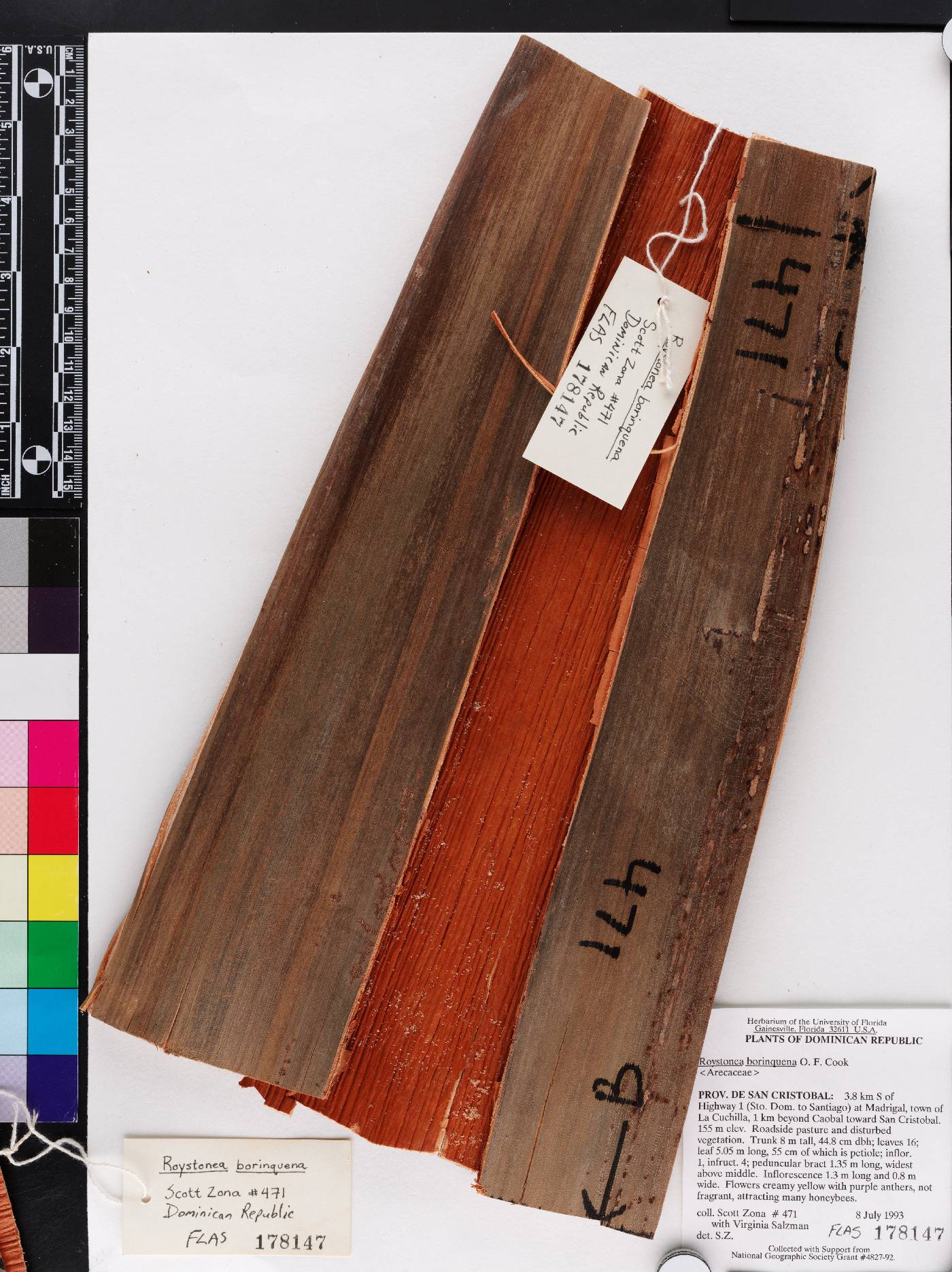 Roystonea borinquena image