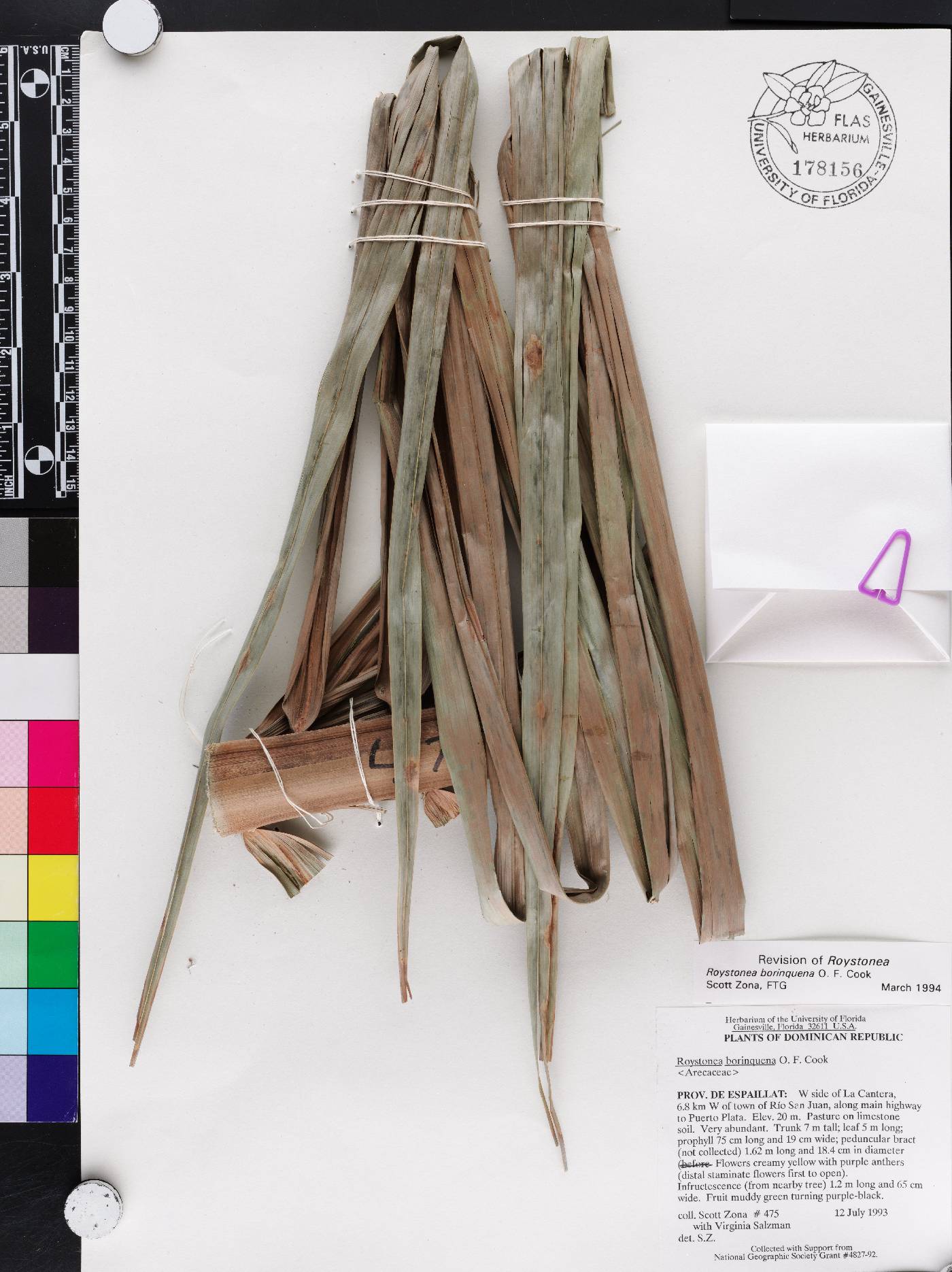 Roystonea borinquena image