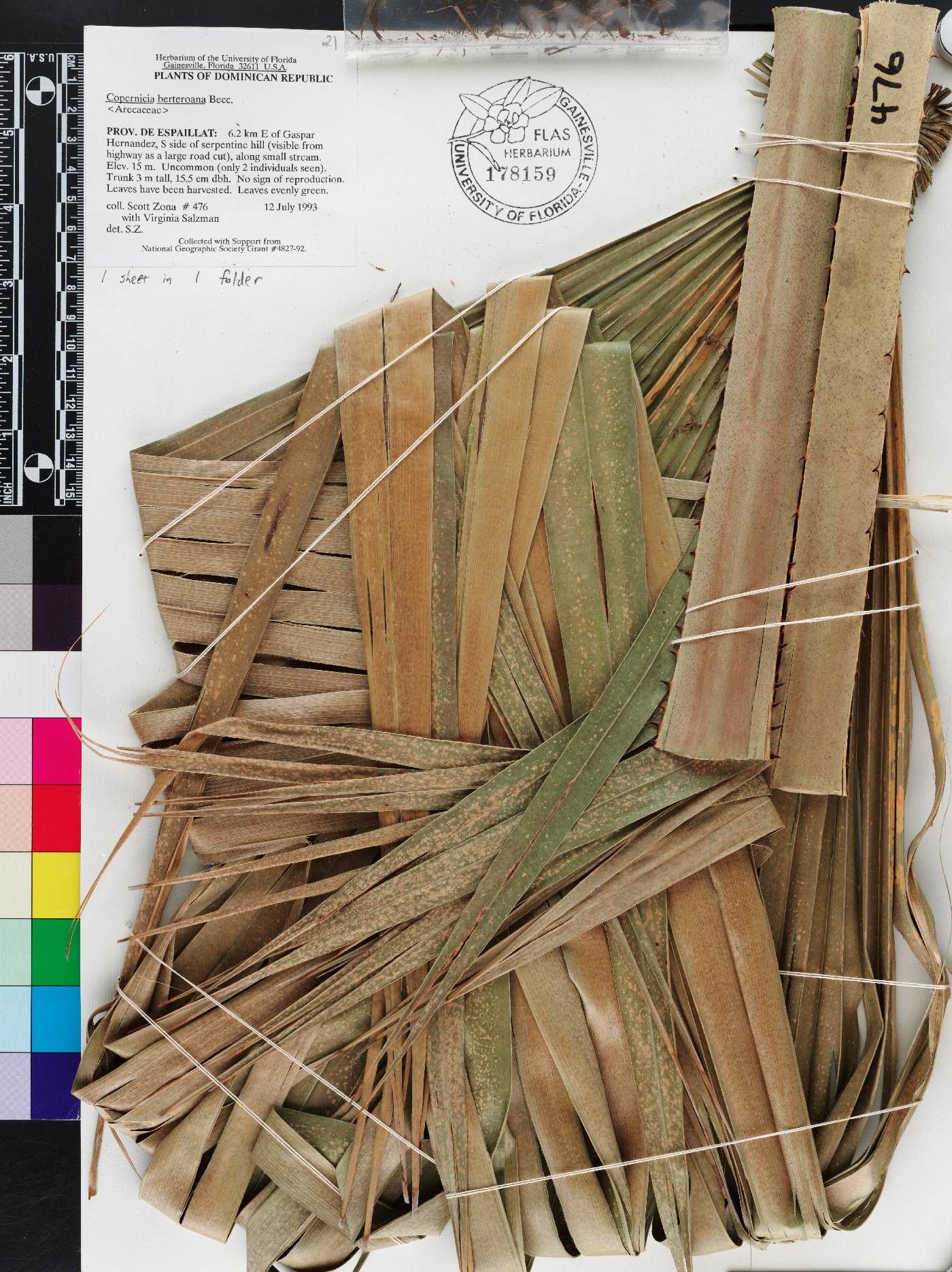 Copernicia berteroana image