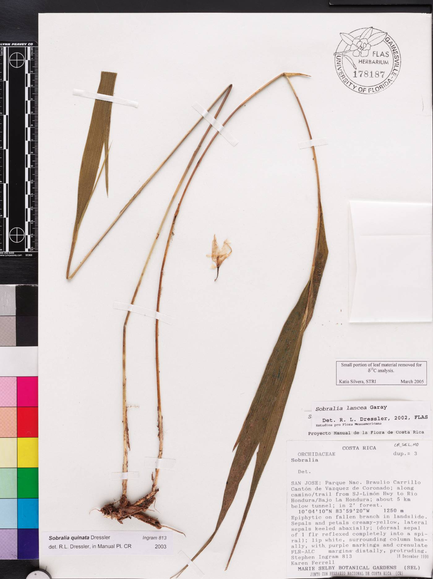 Sobralia quinata image