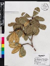 Terminalia chicharronia subsp. domingensis image