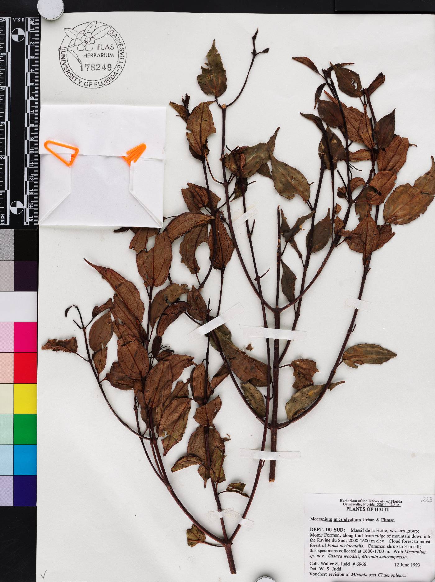 Miconia microdictya image