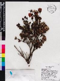 Meriania parvifolia image