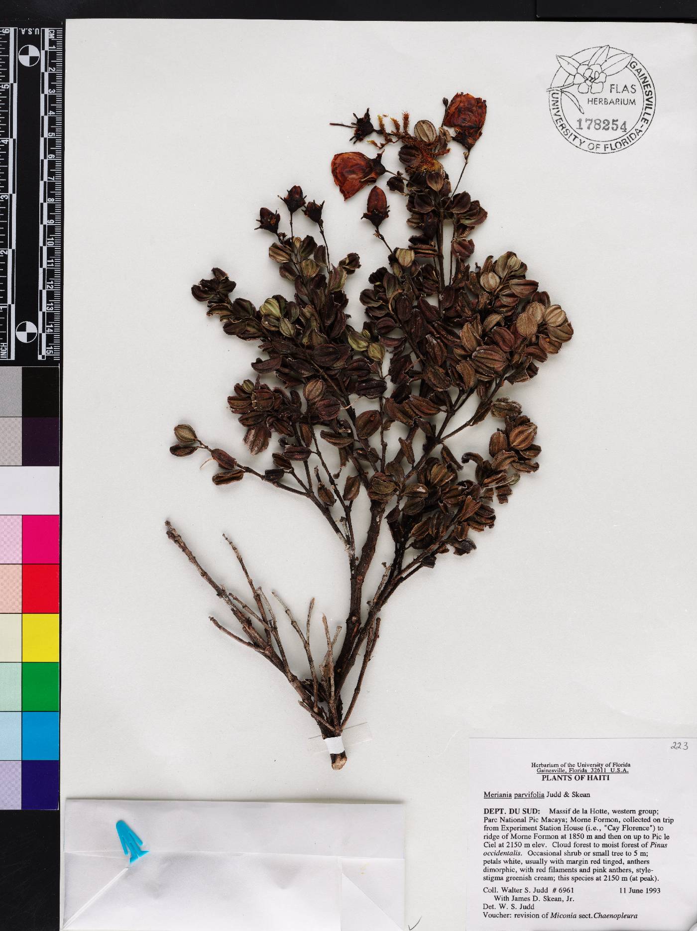 Meriania parvifolia image