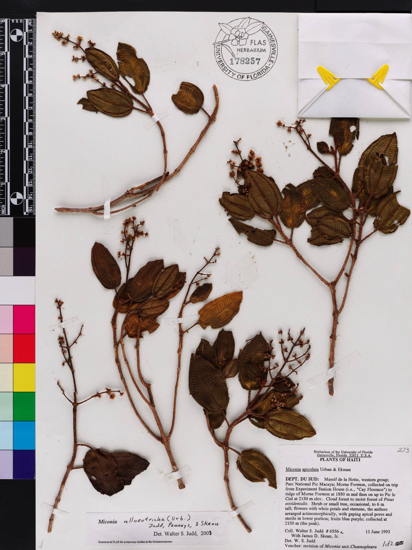 Miconia alloeotricha image