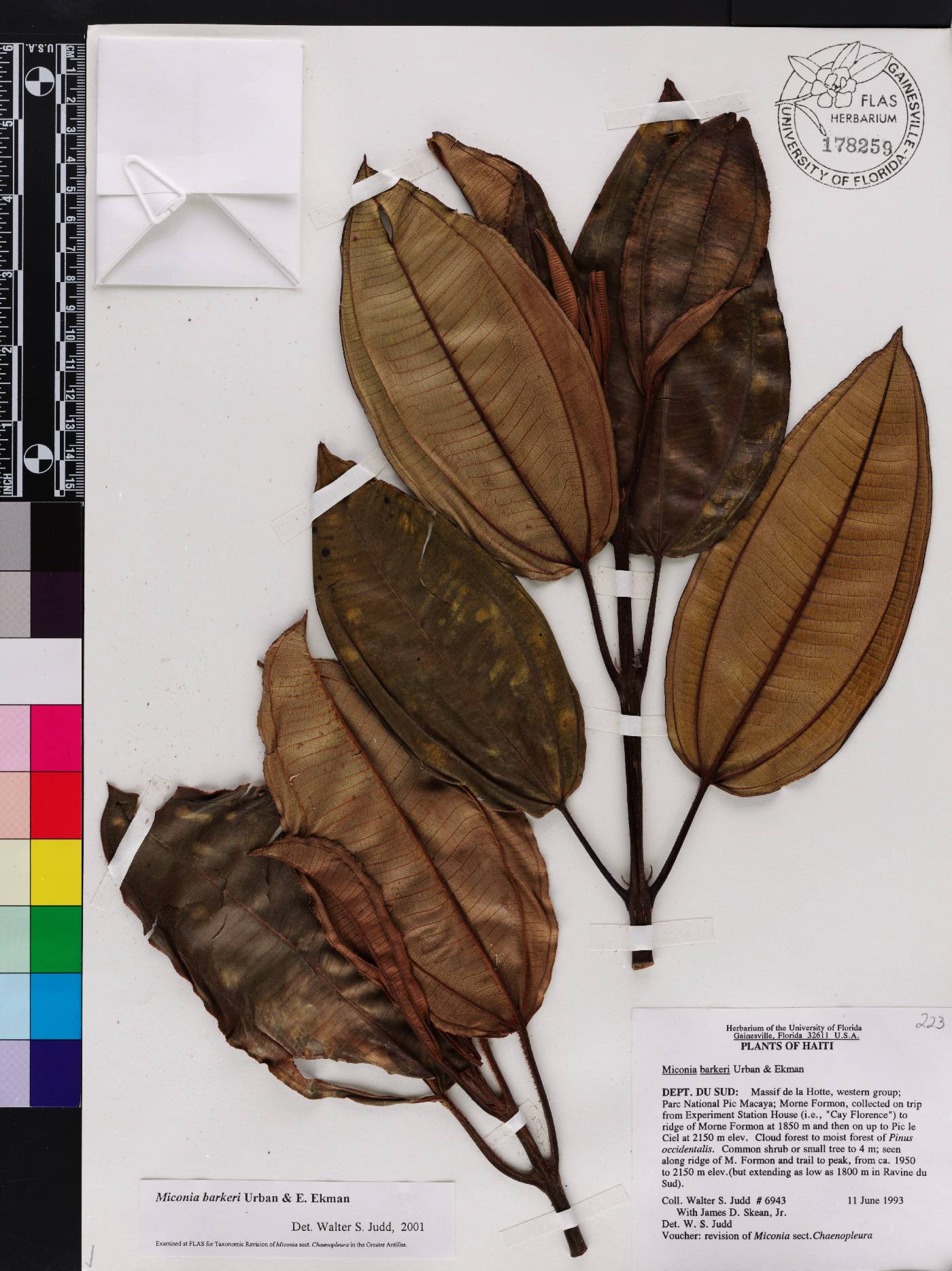 Miconia barkeri image