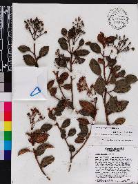 Miconia ferruginea image