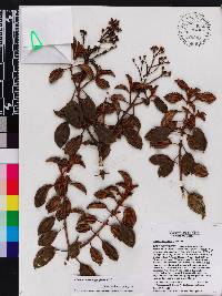 Miconia ferruginea image
