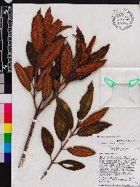 Miconia lanceolata image