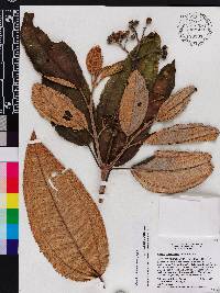 Miconia subcompressa image