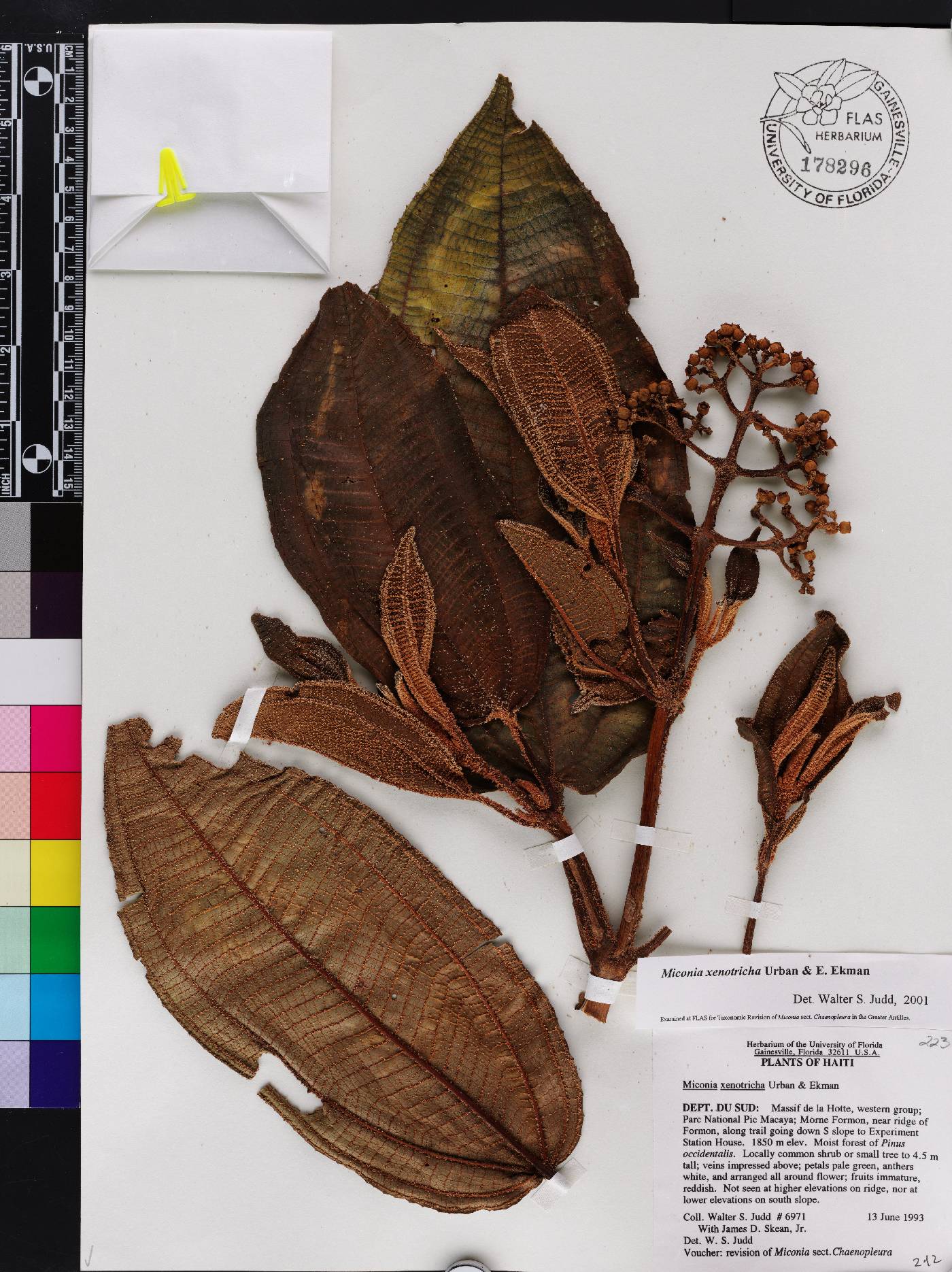 Miconia xenotricha image