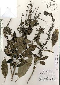 Salvia tuerckheimii image