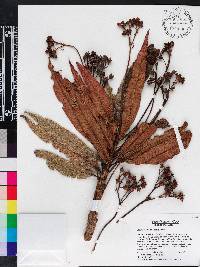 Rhytidophyllum bicolor image