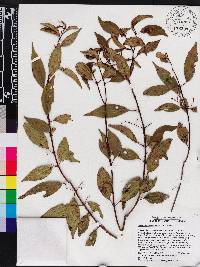 Miconia acuminoides image