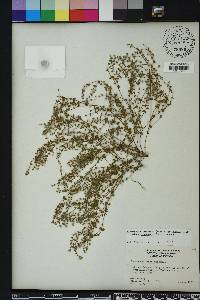 Chamaesyce pinetorum image