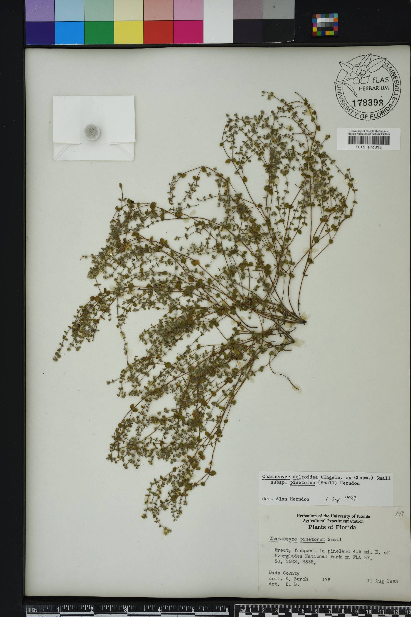 Chamaesyce pinetorum image