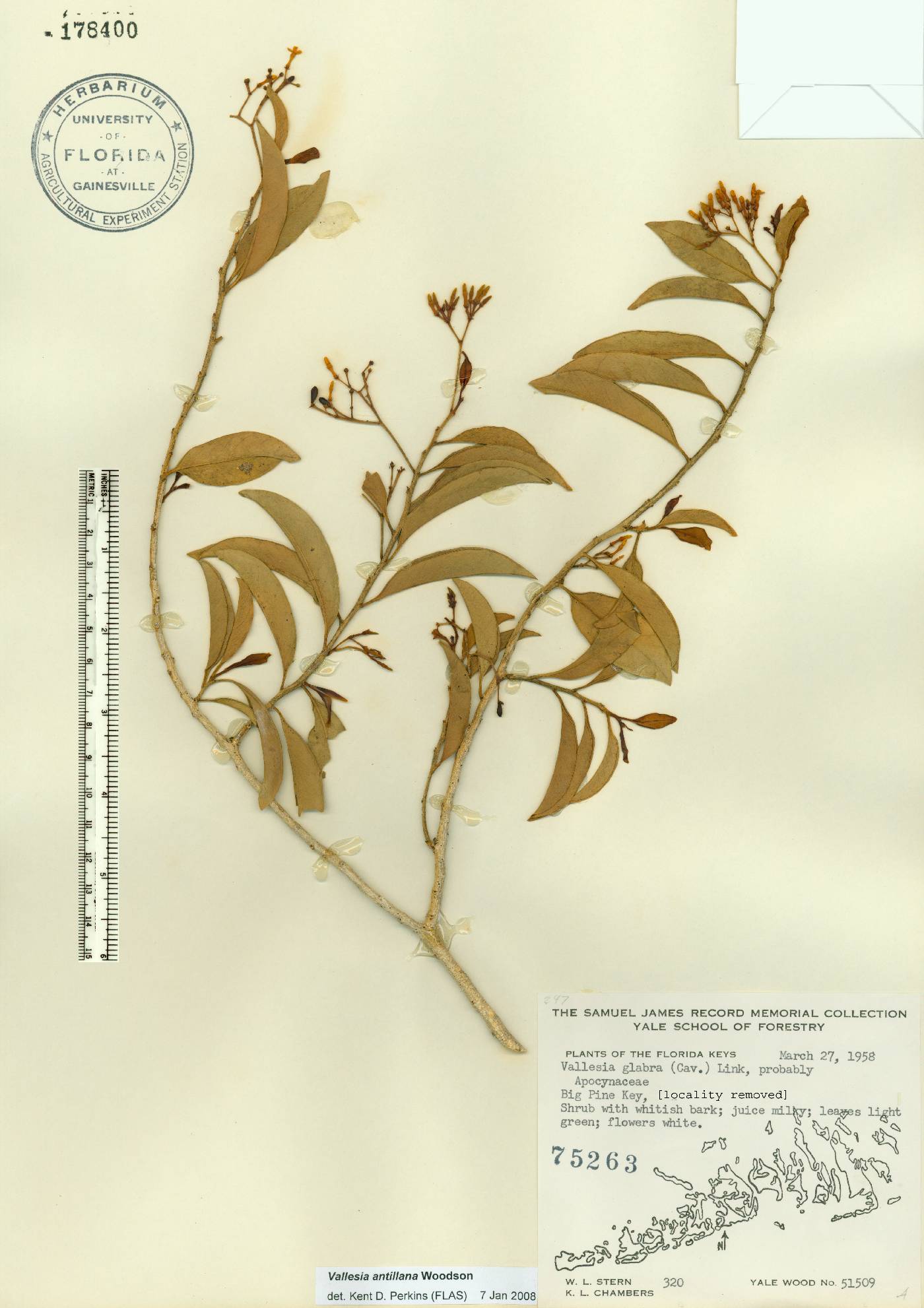 Vallesia antillana image