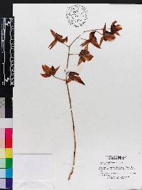 Catasetum fuchsii image