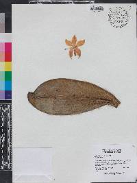 Image of Phalaenopsis violacea