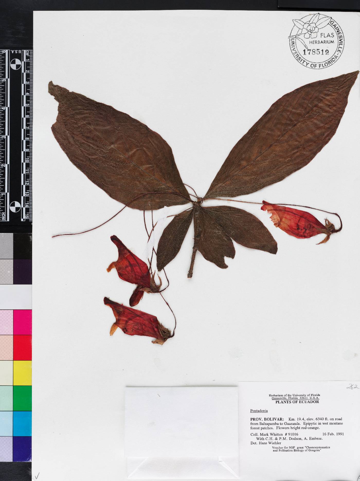 Pentadenia image