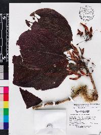 Columnea kucyniakii image