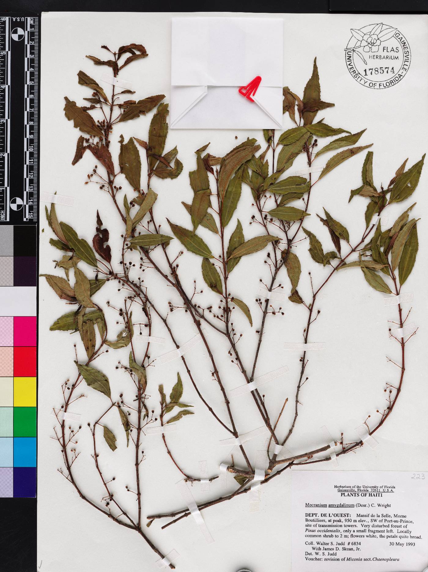 Miconia neoamygdalina image
