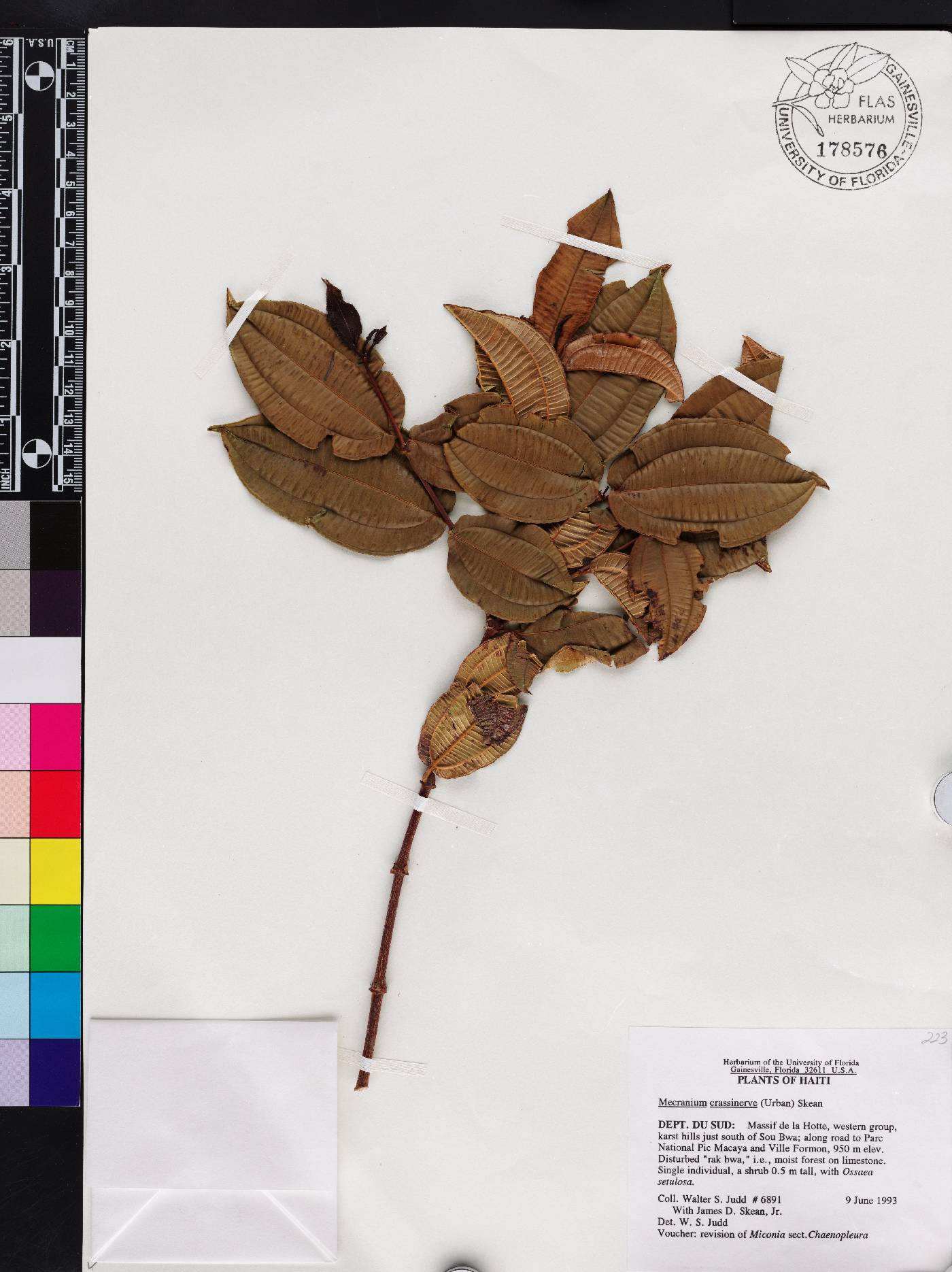 Miconia crassinervis image