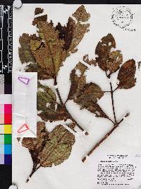Miconia haemanthoides image