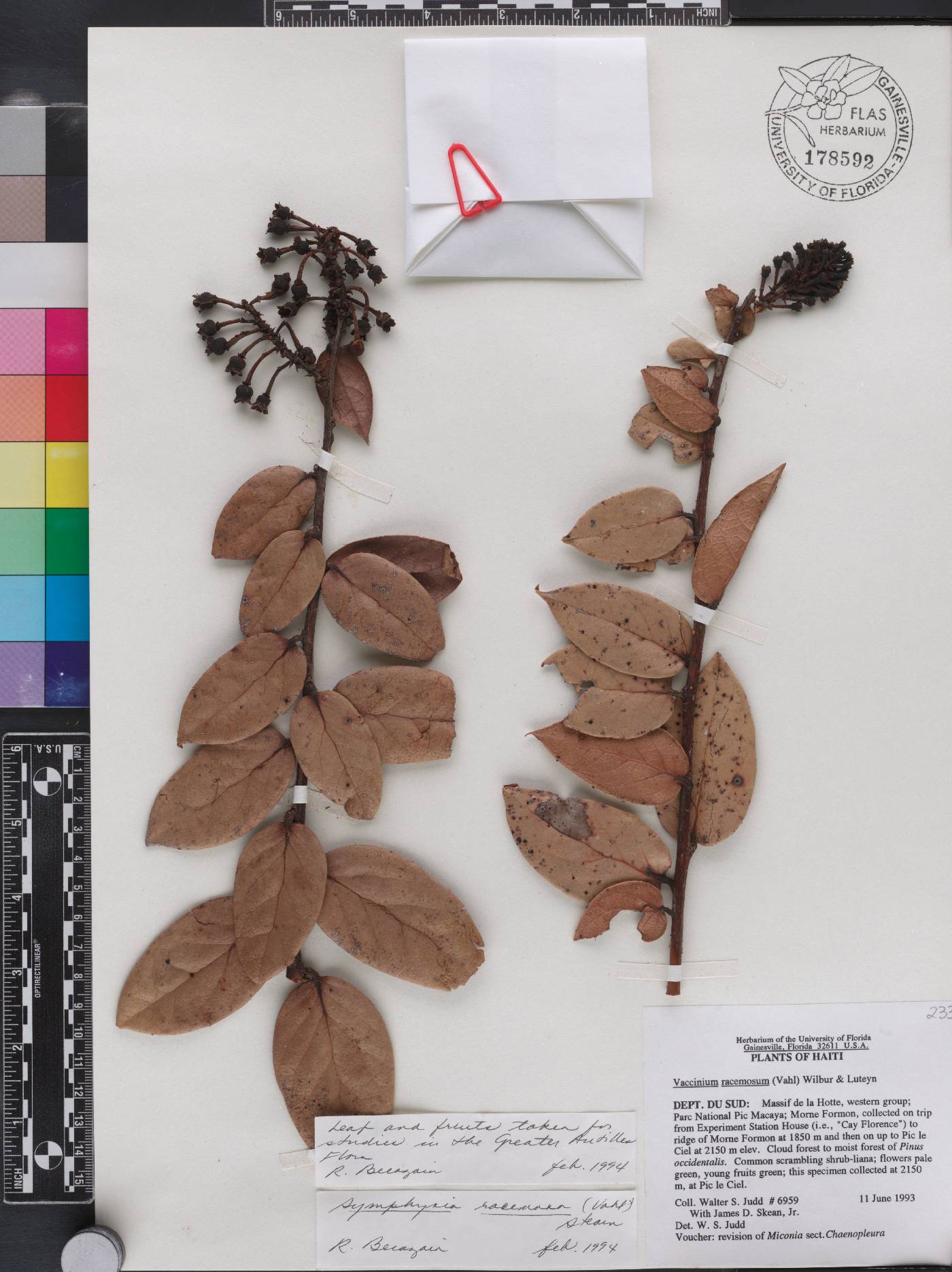 Vaccinium racemosum image