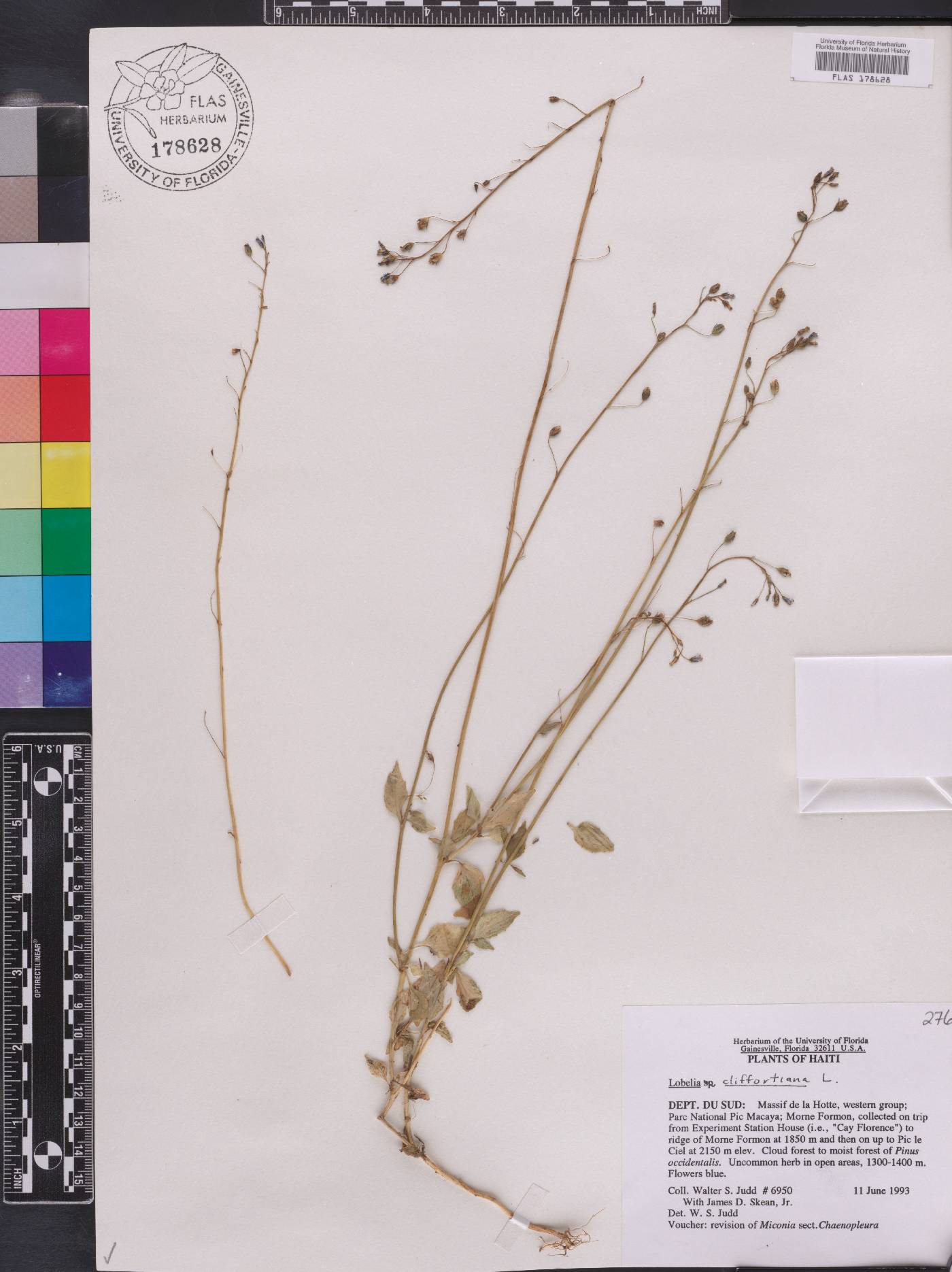 Lobelia cliffortiana image