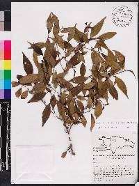Miconia acuminoides image