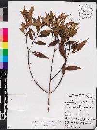 Miconia acuminoides image