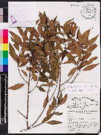 Miconia acuminoides image