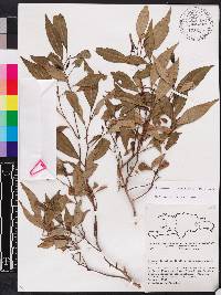 Miconia acuminoides image