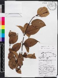 Miconia bahorucensis image