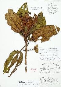 Miconia howardiana image