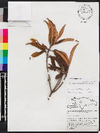 Miconia fuertesii image
