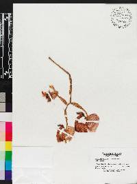 Image of Coryanthes alborosea