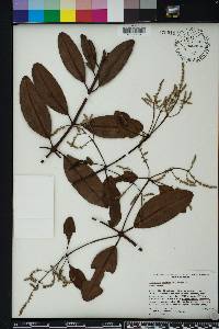 Laguncularia racemosa image