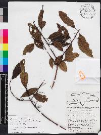 Miconia antillana image