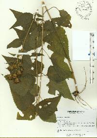 Brickellia cordifolia image